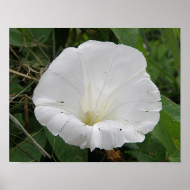 Vacker vit Convolvulus-blomma affisch (Framsidan)