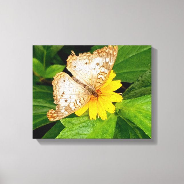 vacker vit fjäril moth gul blomma canvastryck (Framsida)