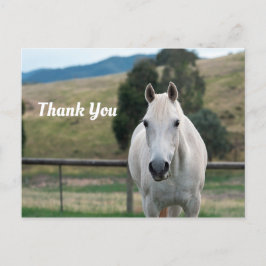 Vacker vit häst Appaloosa Foto Tack Vykort