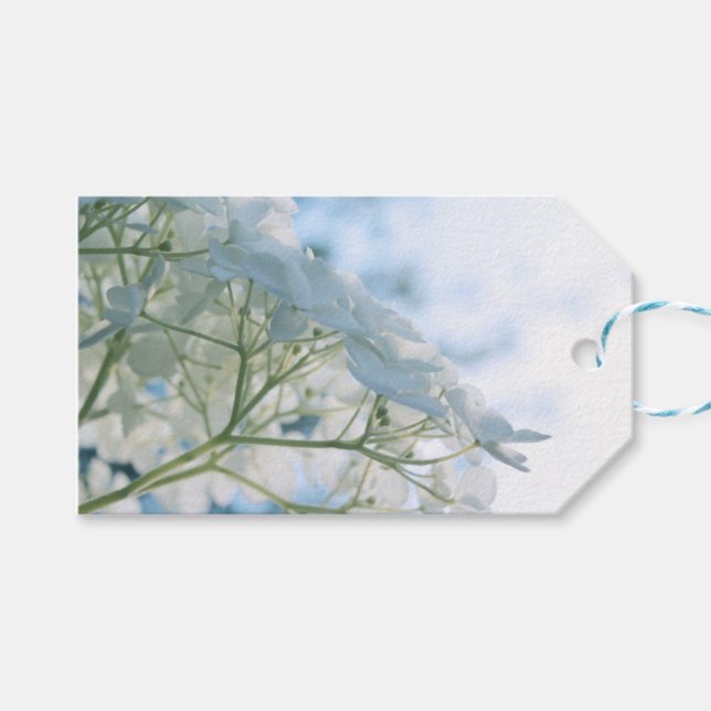 Vacker vit hortensia blommar highkey presentetikett (Framsidan (Horisontell))