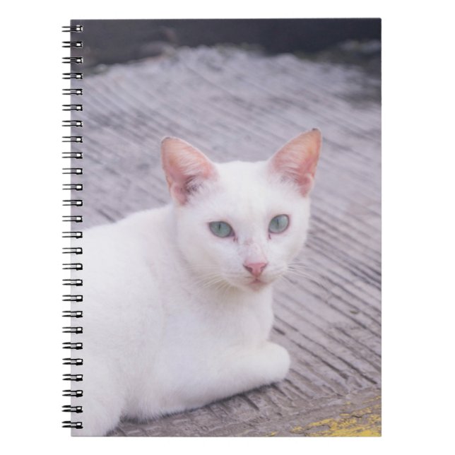Vacker vit katt anteckningsbok (Framsidan)