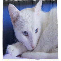 Vacker vit katt/Lägg till ditt husdjurs foto