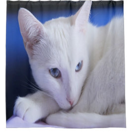 Vacker vit katt/Lägg till ditt husdjurs foto