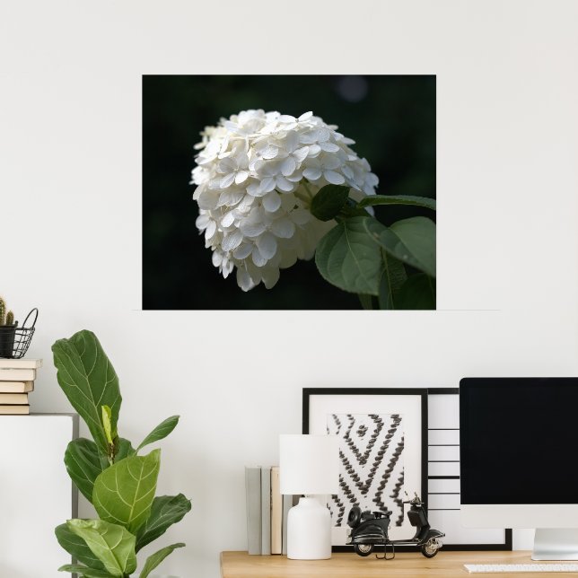Vacker vit lime hortensia blomma poster (Hemmakontoret)