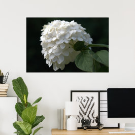 Vacker vit Lime Hydrangea Flower Poster