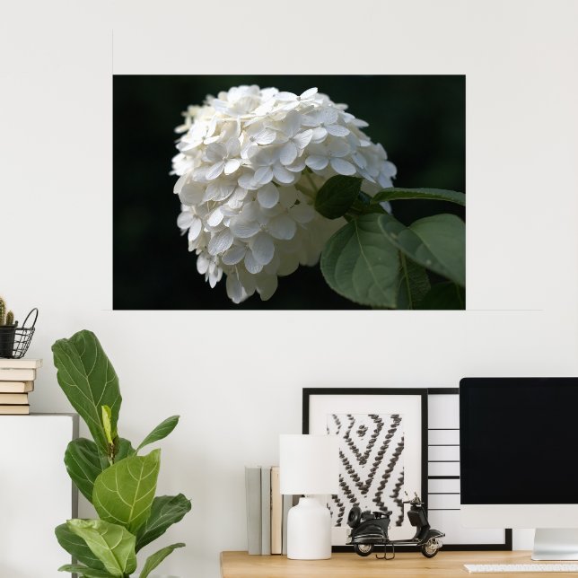 Vacker vit Lime Hydrangea Flower Poster (Hemmakontoret)