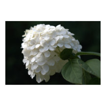 Vacker vit Lime Hydrangea Flower