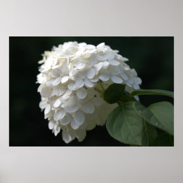 Vacker vit Lime Hydrangea Flower Poster
