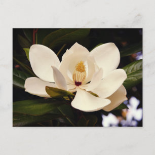 Vacker vit magnoliaträdblomma närbild vykort