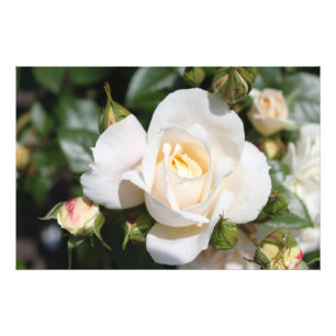 Vacker vit rosblomma. blomfotografering fototryck