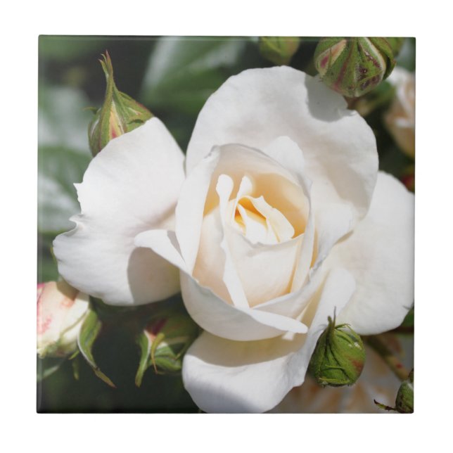 vacker vit rosblomma. kärlek och romantik kakelplatta (Framsidan)