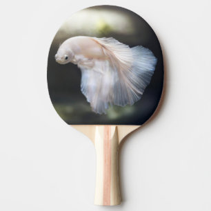Vacker vit siamese Betta Fighting Fish Pingisracket