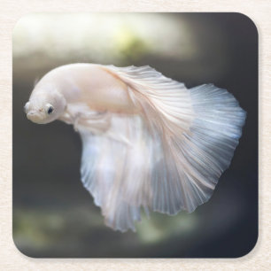 Vacker vit siamese Betta Fighting Fish Underlägg Papper Kvadrat
