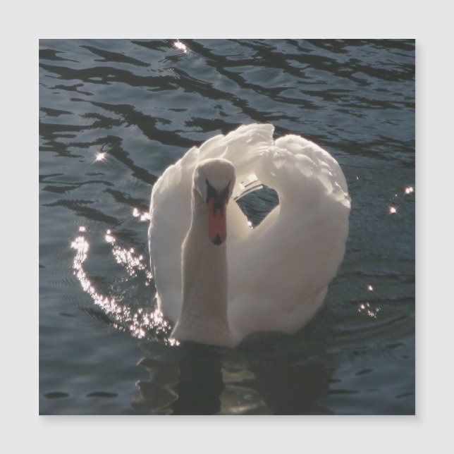 Vacker vit svan (Framsida)