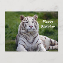 Vacker Vit Tiger Foto Födelsedag