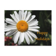 Vacker vit tusenskönasblomma glad jul floristisk