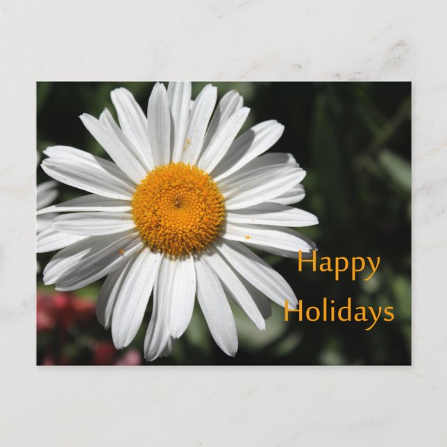 Vacker vit tusenskönasblomma glad jul floristisk helg vykort (Framsida)