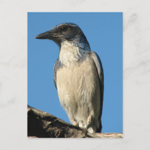 Vacker Western Skryssb Jay Vykort