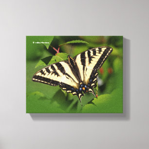 Vacker Western Tiger Swallowsvansen Butterfly Canvastryck