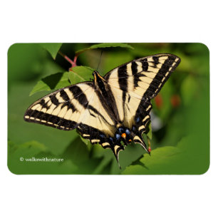 Vacker Western Tiger Swallowsvansen Butterfly Magnet