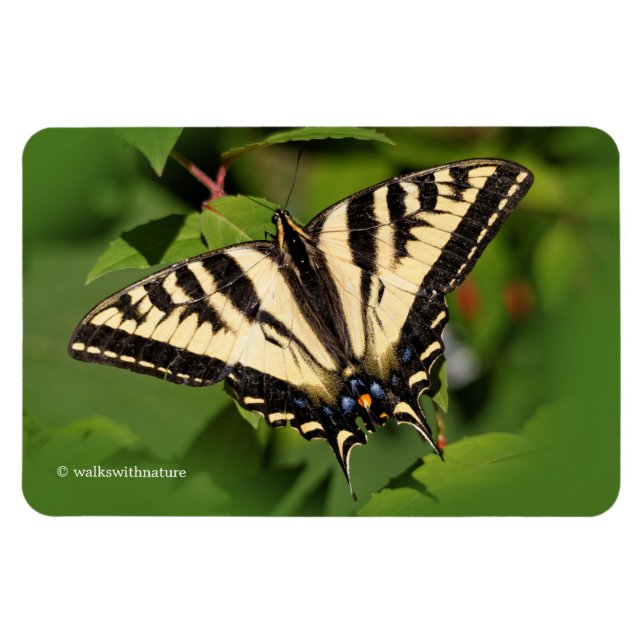 Vacker Western Tiger Swallowsvansen Butterfly Magnet (Horisontell)