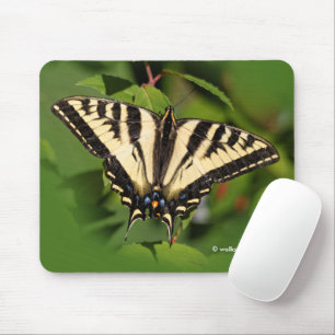 Vacker Western Tiger Swallowsvansen Butterfly Musmatta