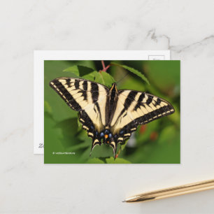Vacker Western Tiger Swallowsvansen Butterfly Vykort