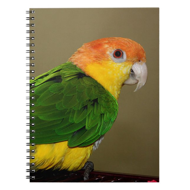 Vacker White Belllied Caique Parrot Posing Anteckningsbok (Framsidan)