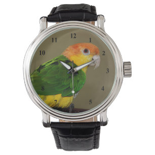 Vacker White Belllied Caique Parrot Posing Armbandsur