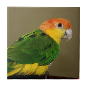 Vacker White Belllied Caique Parrot Posing Kakelplatta