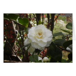 Vacker White Camellia Hälsningskort