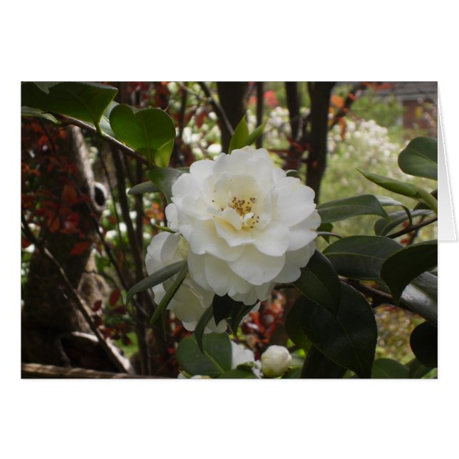 Vacker White Camellia Hälsningskort (Framsidan Horizontal)