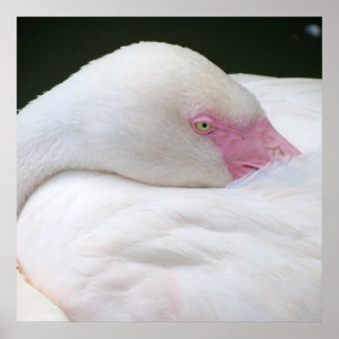 Vacker White Flamingo Poster