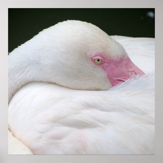 Vacker White Flamingo Poster (Framsidan)