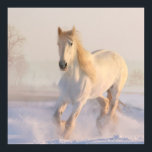 Vacker White Horse Galloping i Snö Poster<br><div class="desc">En poster med ett foto av en underbar vit häst. Körs genom ett snö täckt fält. Majestisk och vacker.</div>