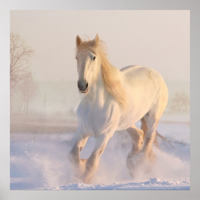 Vacker White Horse Galloping i Snö Poster (Framsidan)