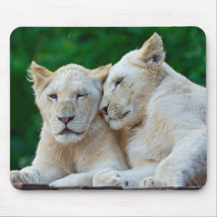 Vacker White Lejon Cuddling Musmatta