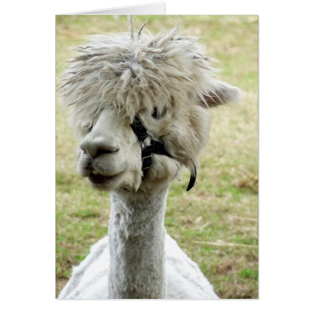 Vacker White Llama Hälsningskort (Framsidan)