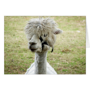 Vacker White Llama Hälsningskort