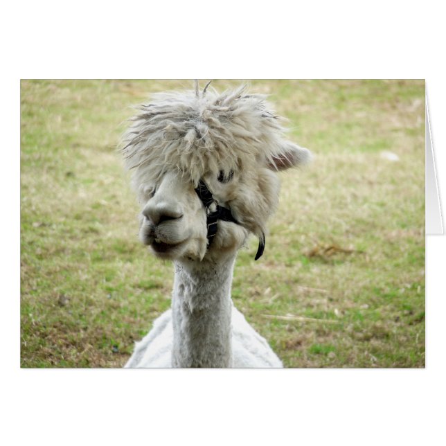 Vacker White Llama Hälsningskort (Framsidan Horizontal)