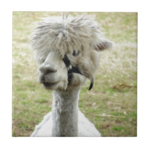 Vacker White Llama Kakelplatta