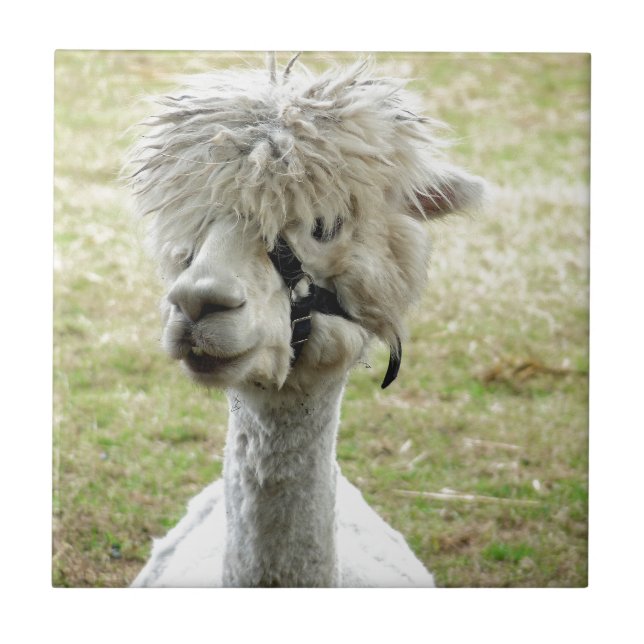 Vacker White Llama Kakelplatta (Framsidan)