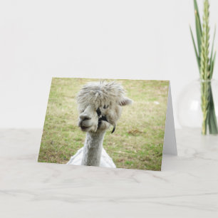 Vacker White Llama Kort