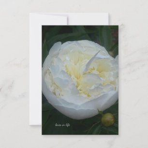 Vacker White Peony Anteckningskort