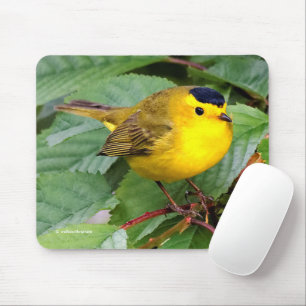 Vacker Wilsons Warbler Songbird i Cherry Träd Musmatta