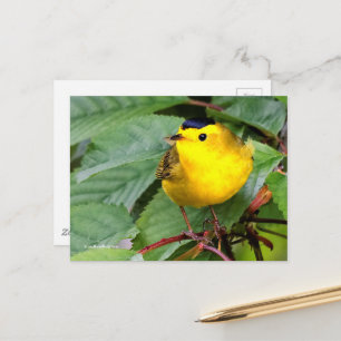 Vacker Wilsons Warbler Songbird i Cherry Träd Vykort