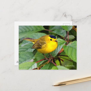 Vacker Wilsons Warbler Songbird i Cherry Träd Vykort