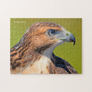 Vacker Young Red-Tails Hawk Pussel