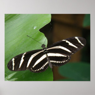 Vacker Zebra Longwing Fjäril Tryck