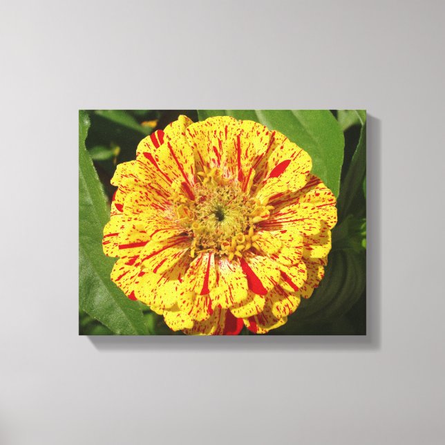 Vacker Zinnia Canvastryck (Framsida)